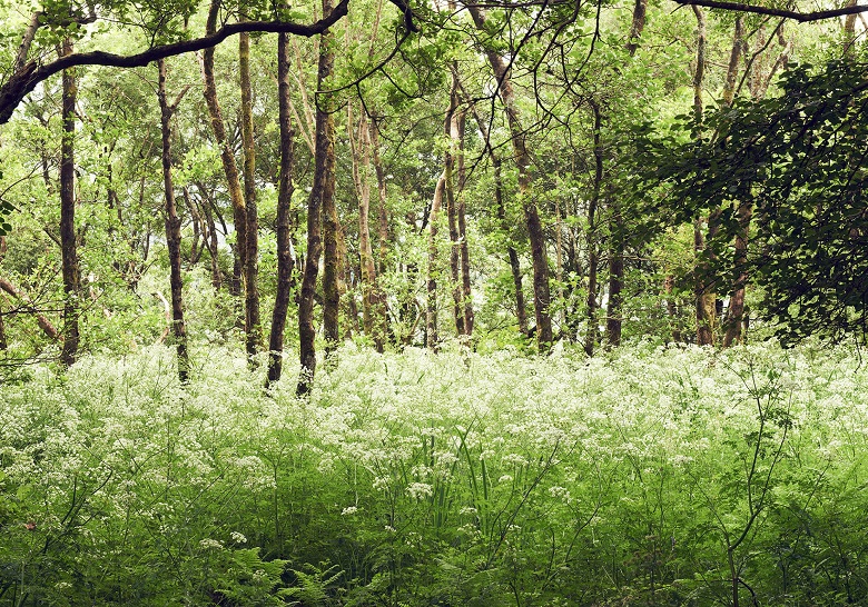 テネリータのこと
