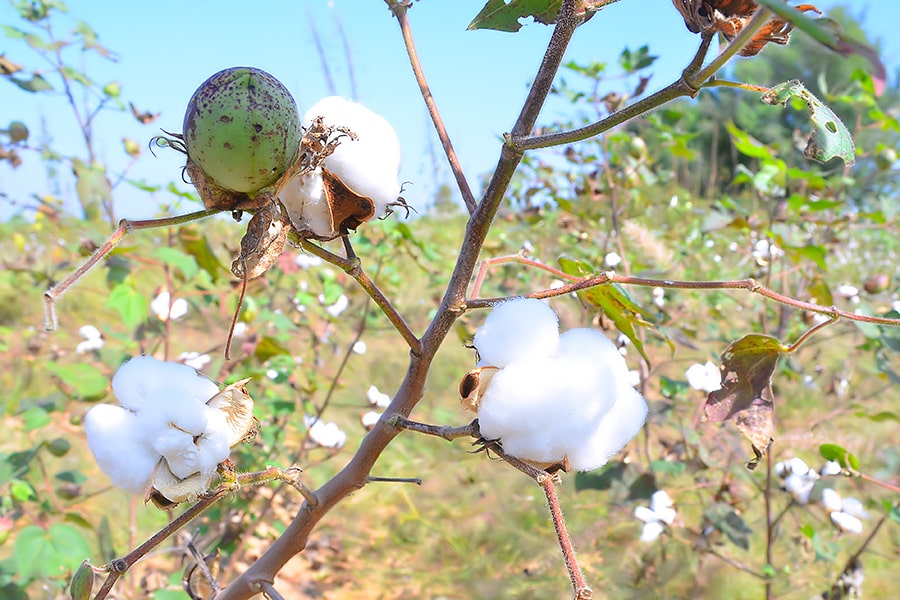 5月10日はコットンの日